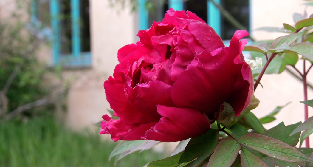 Eine Nahaufnahme einer blühenden dunkelrosa Pfingstrose mit gekräuselten Blütenblättern und grünen Blättern vor einem unscharfen Hintergrund aus Gras und einem Gebäude mit blauen Fensterrahmen.