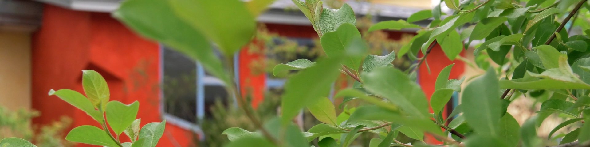Eine Nahaufnahme von grünen Blättern auf einem Zweig mit einem unscharfen Hintergrund, der ein buntes orange-gelbes Gebäude zeigt.