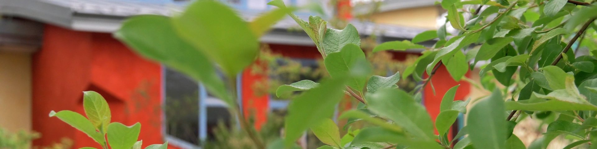 Eine Nahaufnahme von grünen Blättern auf einem Zweig mit einem unscharfen Hintergrund, der ein buntes orange-gelbes Gebäude zeigt.