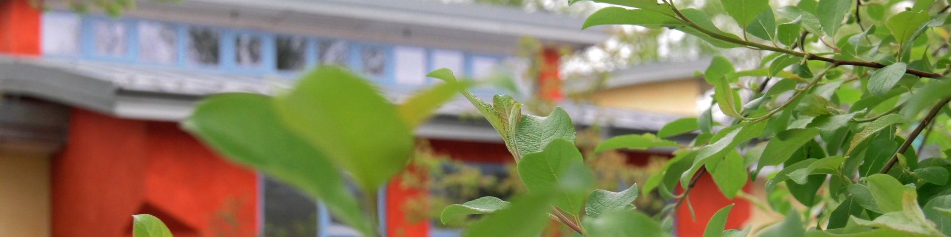 Eine Nahaufnahme von grünen Zweigen verdeckt teilweise den Blick auf ein Haus mit leuchtend orangefarbenen Wänden und großen Fenstern im Hintergrund.