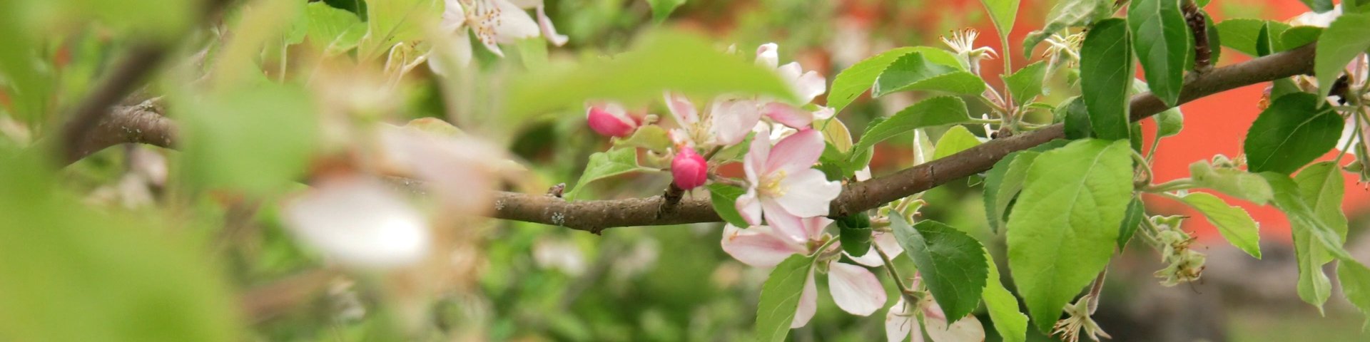 Eine Nahaufnahme eines Baumzweigs mit rosa und weißen Blüten und grünen Blättern vor einem unscharfen Hintergrund aus Grün und Orangetönen.