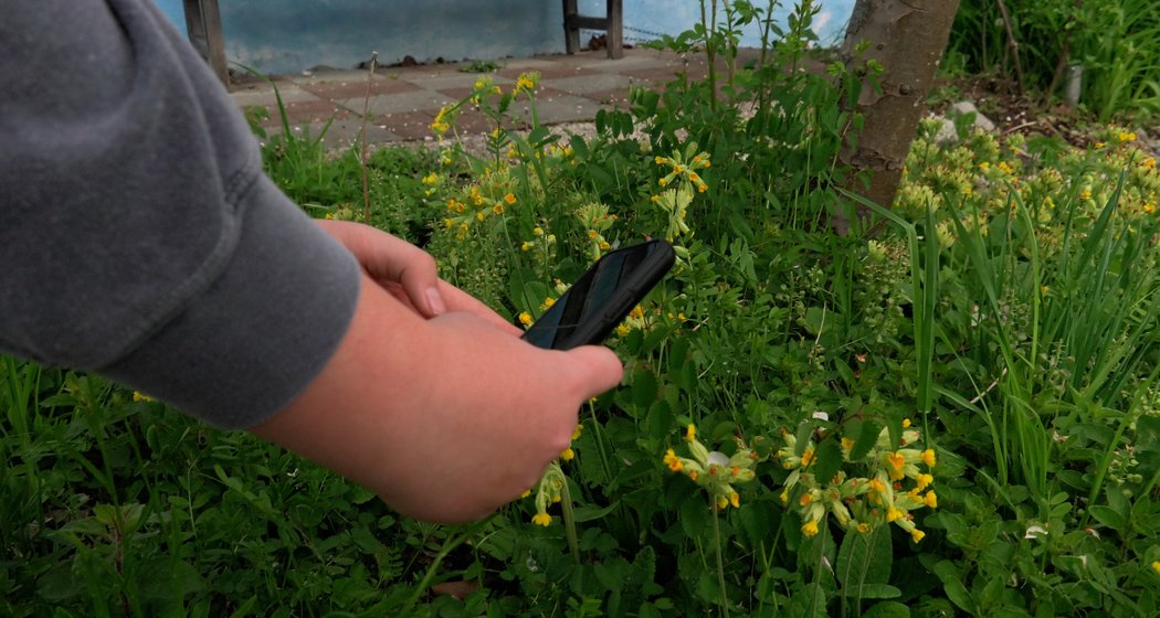 Eine Person in einem grauen Ärmel hält ein Smartphone über ein Beet mit gelben Wildblumen und grünen Pflanzen und scheint eine Nahaufnahme im Freien in der Nähe eines Baumes zu machen.