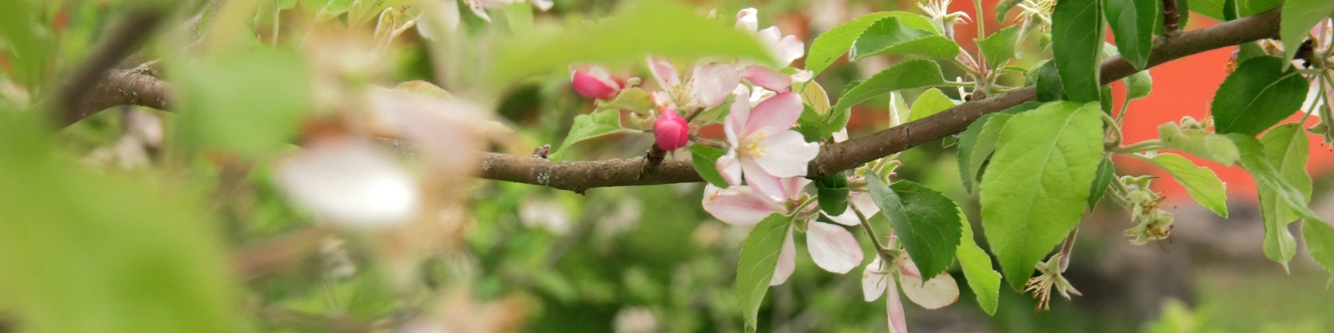 Eine Nahaufnahme eines Baumzweigs mit rosa und weißen Blüten, umgeben von grünen Blättern, mit einem weichen, unscharfen Hintergrund aus mehr Grün und einem Hauch von Orange.